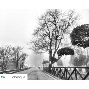 el bosque cadiz niebla